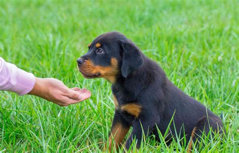  Rottweilers require firm, consistent but not harsh discipline